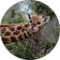 Madi Hayes Avatar